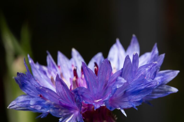 Photo cornflower color