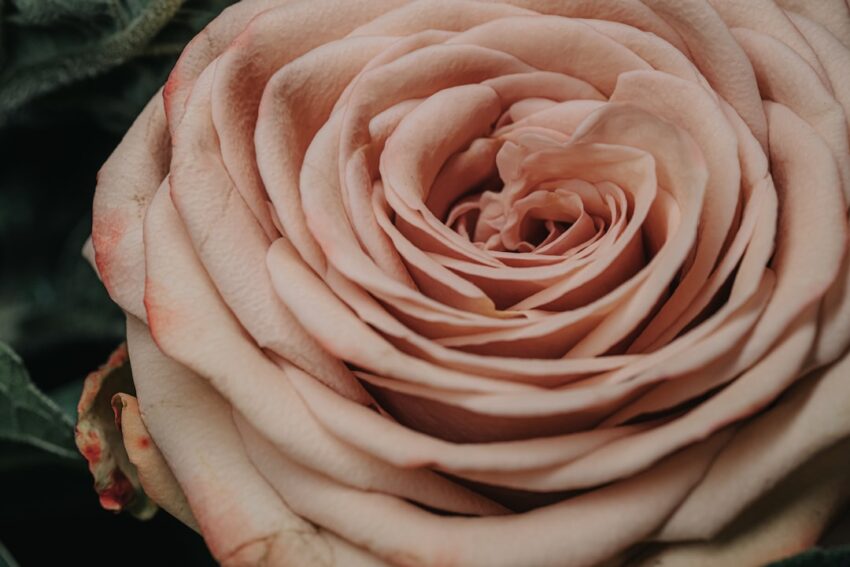 Photo dusty rose